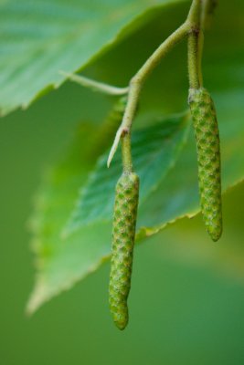 Alnus incana 'Aurea' - olše šedá - jehněda samičí